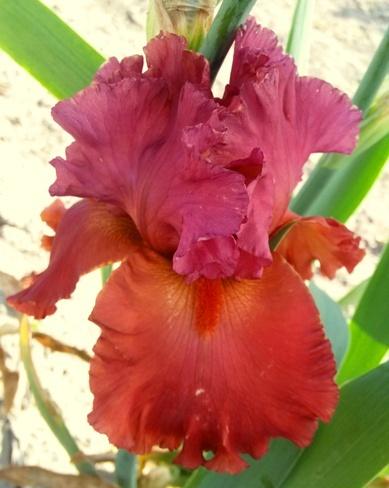 Photo of Tall Bearded Iris (Iris 'Chianti Classic') uploaded by Joy
