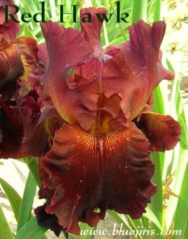 Photo of Tall Bearded Iris (Iris 'Red Hawk') uploaded by Joy