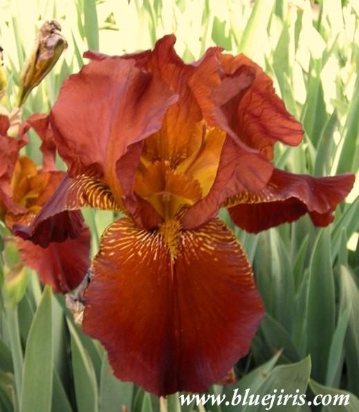 Photo of Tall Bearded Iris (Iris 'Caldron') uploaded by Joy