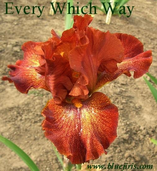 Photo of Tall Bearded Iris (Iris 'Every Which Way') uploaded by Joy