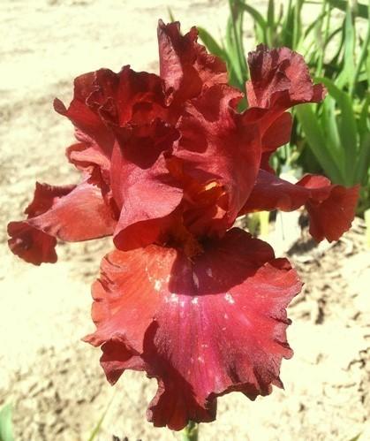 Photo of Tall Bearded Iris (Iris 'Bev') uploaded by Joy