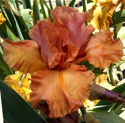 Photo of Tall Bearded Iris (Iris 'Indian Sunset') uploaded by Joy
