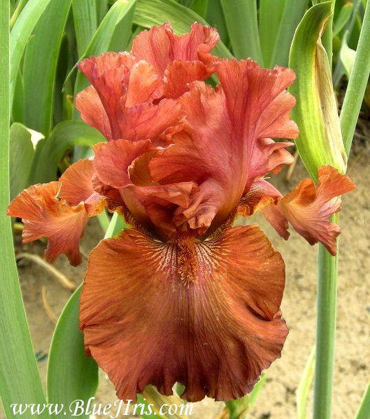 Photo of Tall Bearded Iris (Iris 'Rogue') uploaded by Joy