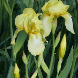 Location: my garden in Dawsonville, GA
Date: 2021-04-11
first tb iris to bloom in the spring, blooms at least 4 times thr