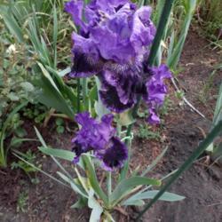 Location: Mpls
Date: 2021-06-02
2nd year bloomed purple, not maroon