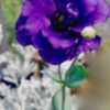 Eustoma grandiflorum'Blue Lisa'   Beautiful flower