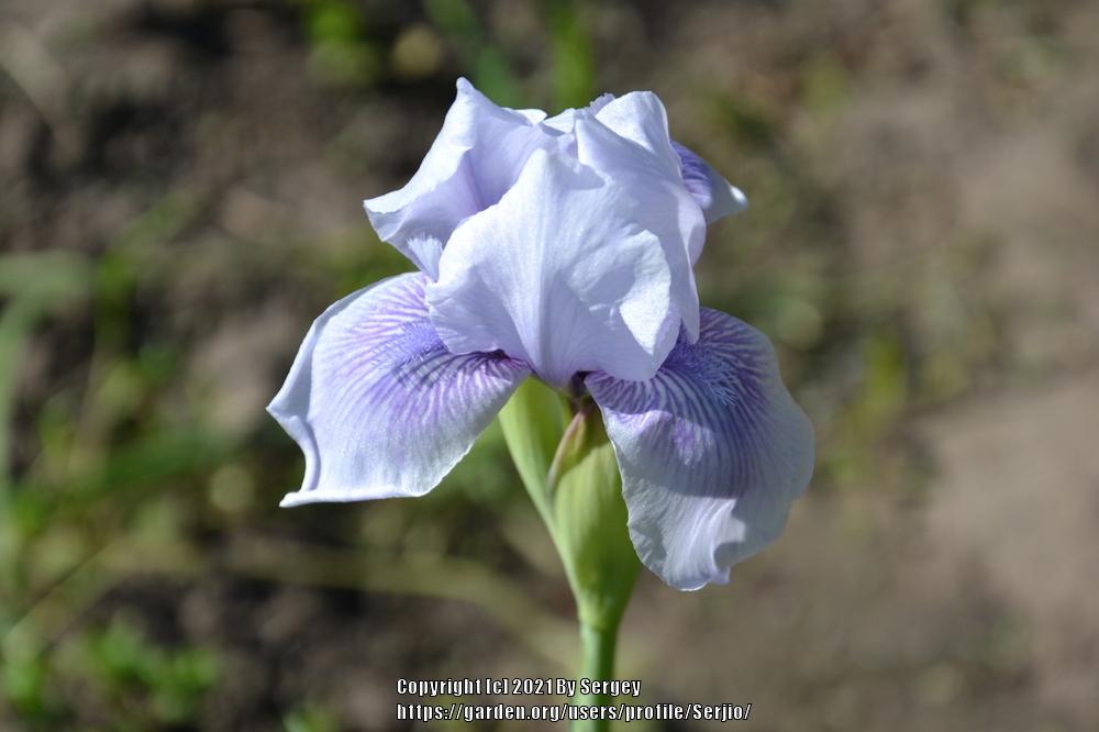 Photo of Arilbred Iris (Iris 'High Sierra Snow') uploaded by Serjio