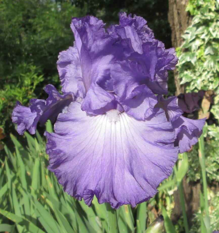 Photo of Tall Bearded Iris (Iris 'Posh Place') uploaded by belladarla