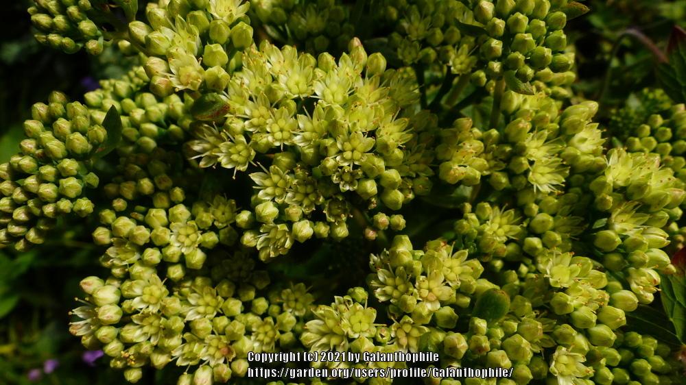 Photo of Sedum (Hylotelephium maximum subsp. maximum 'Gooseberry Fool') uploaded by Galanthophile
