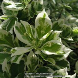 Location: Wallsend, Tyne and Wear, England
Date: 4000-10-24
Euonymus Silver Queen