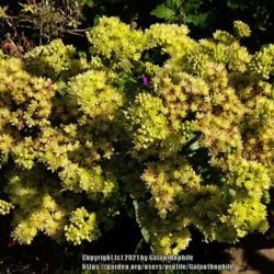 Location: Wallsend, Tyne and Wear, England
Date: 2021-08-24
Hylotelephium telephium subsp. maximum 'Gooseberry Fool'