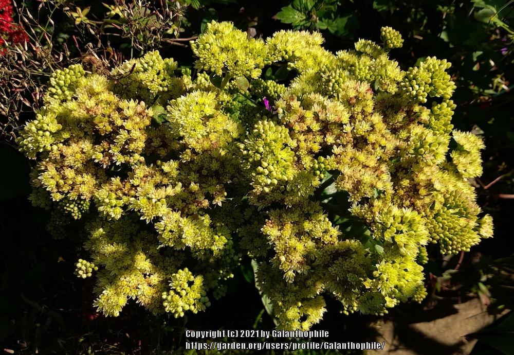 Photo of Sedum (Hylotelephium maximum subsp. maximum 'Gooseberry Fool') uploaded by Galanthophile