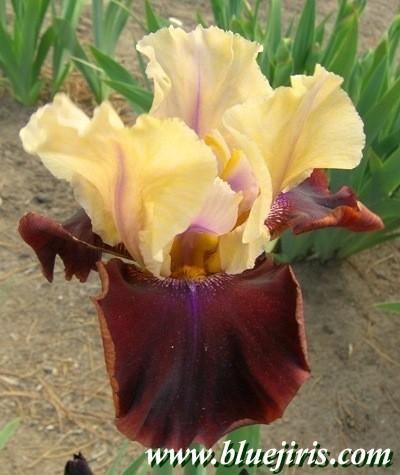 Photo of Tall Bearded Iris (Iris 'Lilac Wine') uploaded by Joy
