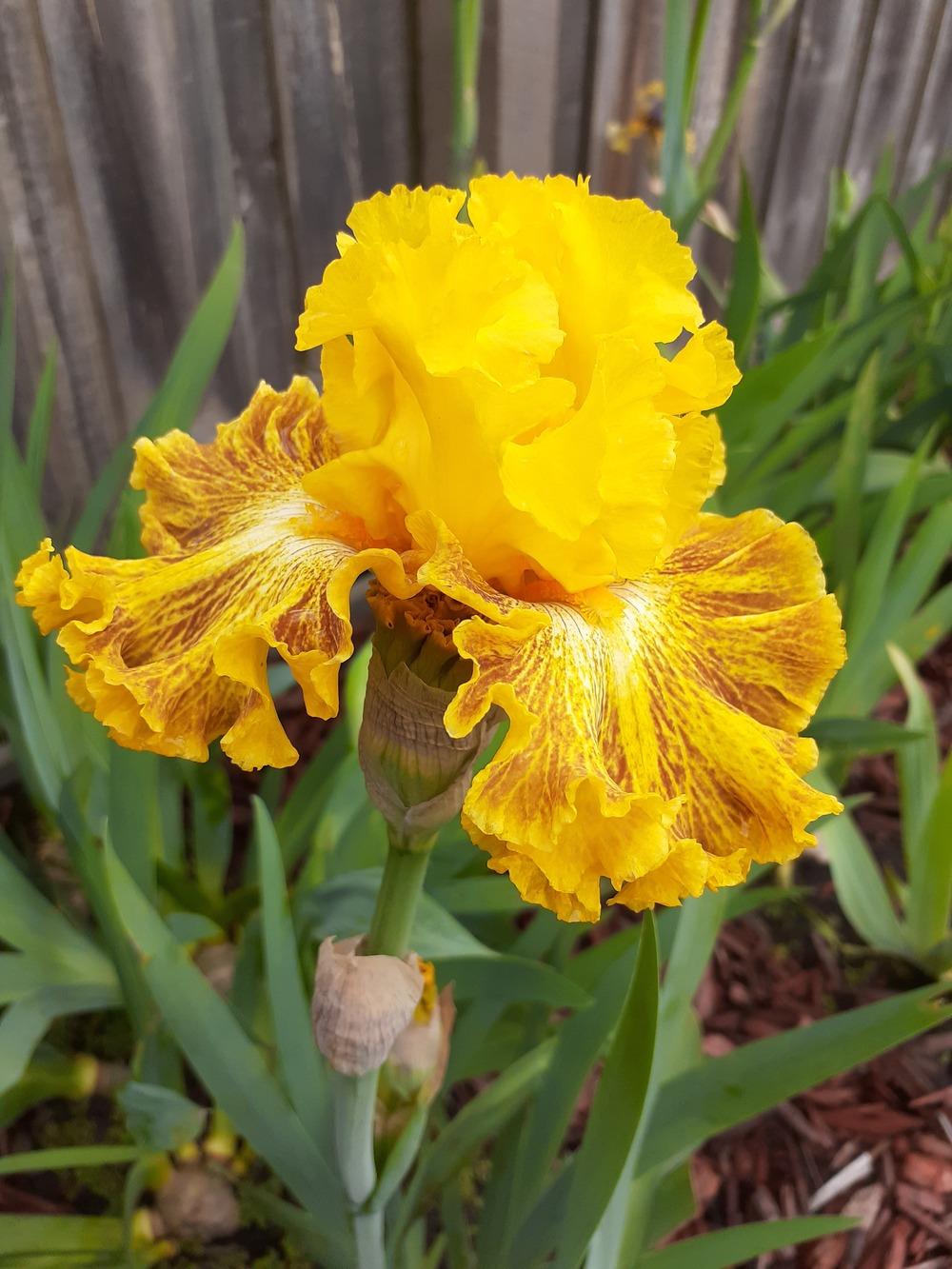 Photo of Tall Bearded Iris (Iris 'Woven Sunlight') uploaded by PaulaHocking