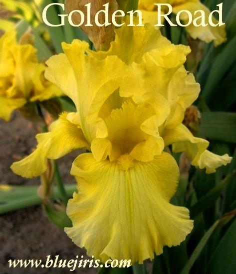 Photo of Tall Bearded Iris (Iris 'Golden Road') uploaded by Joy