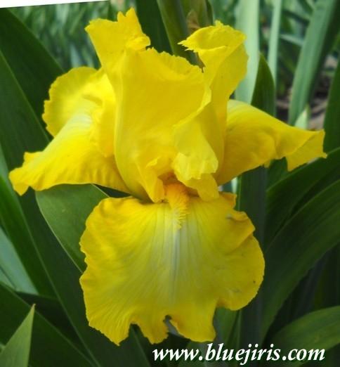 Photo of Tall Bearded Iris (Iris 'Elusive Charm') uploaded by Joy