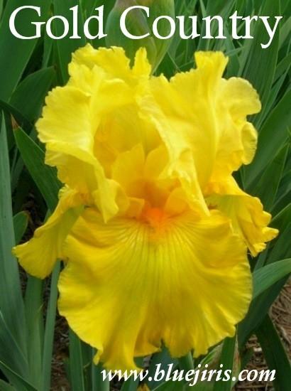 Photo of Tall Bearded Iris (Iris 'Gold Country') uploaded by Joy