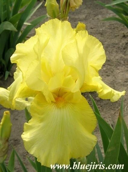 Photo of Tall Bearded Iris (Iris 'Golden Fantasy') uploaded by Joy