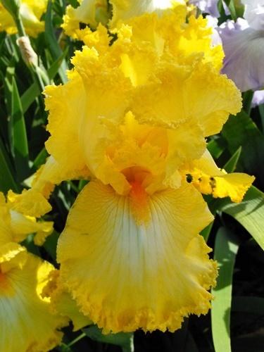 Photo of Tall Bearded Iris (Iris 'Fallalery') uploaded by Joy