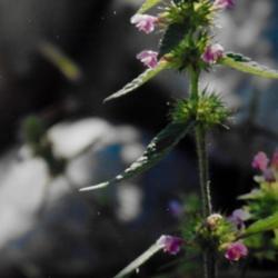 Location: Heathcote Ontario Canada
Date: 2001  summer-fall
Galeopsis tetrahit    blooming wildflower