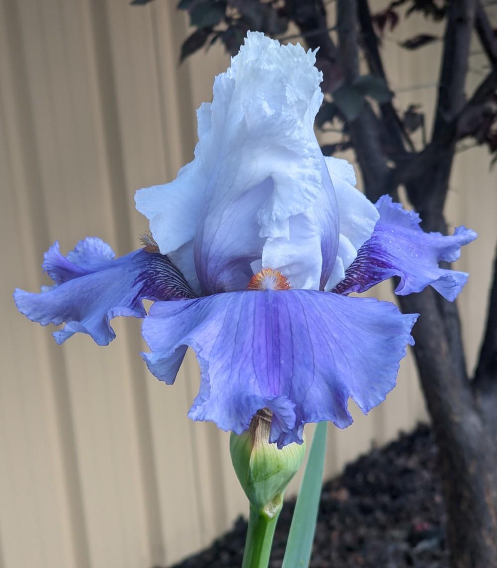 Photo of Tall Bearded Iris (Iris 'Alpine Butterfly') uploaded by PeterHanlon