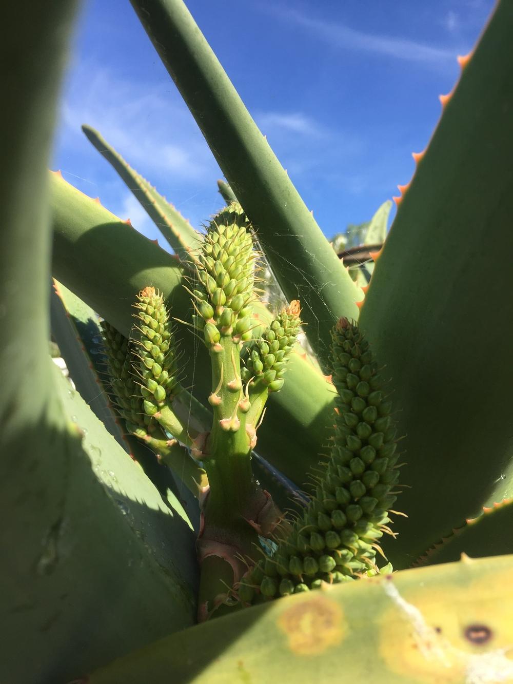 Photo of Aloe (Aloidendron 'Hercules') uploaded by SDAloeTree