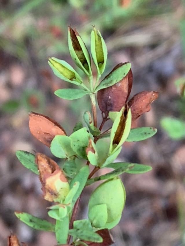 Photo of St Andrew's Cross (Hypericum hypericoides) uploaded by zlsmith52