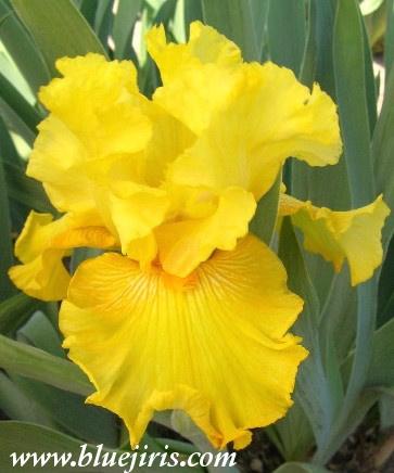 Photo of Tall Bearded Iris (Iris 'Prosperous Voyage') uploaded by Joy