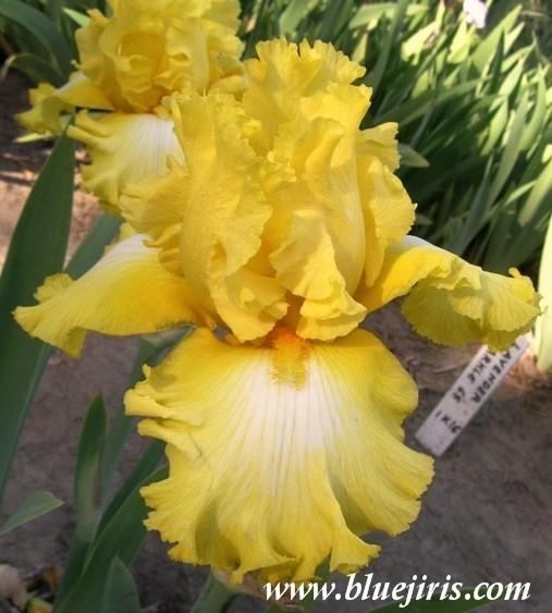 Photo of Tall Bearded Iris (Iris 'It's Magic') uploaded by Joy