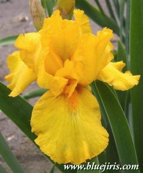Photo of Tall Bearded Iris (Iris 'Martha's Gold') uploaded by Joy