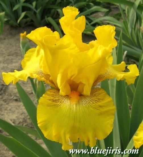 Photo of Tall Bearded Iris (Iris 'Louis d'Or') uploaded by Joy