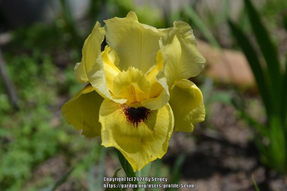 Photo of Arilbred Iris (Iris 'Kiosk') uploaded by Serjio
