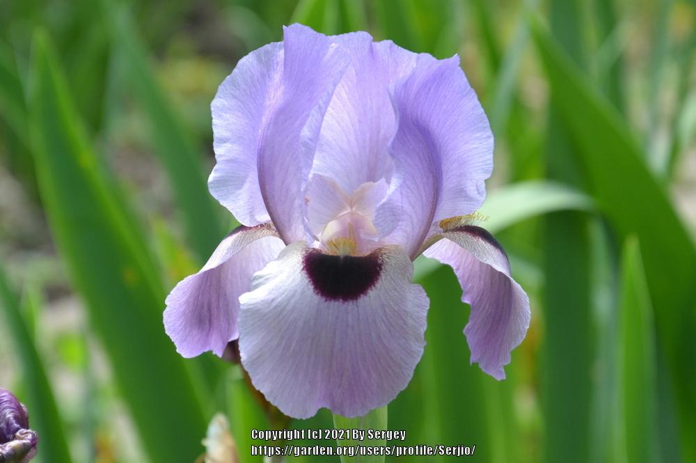 Photo of Arilbred Iris (Iris 'Lancer') uploaded by Serjio