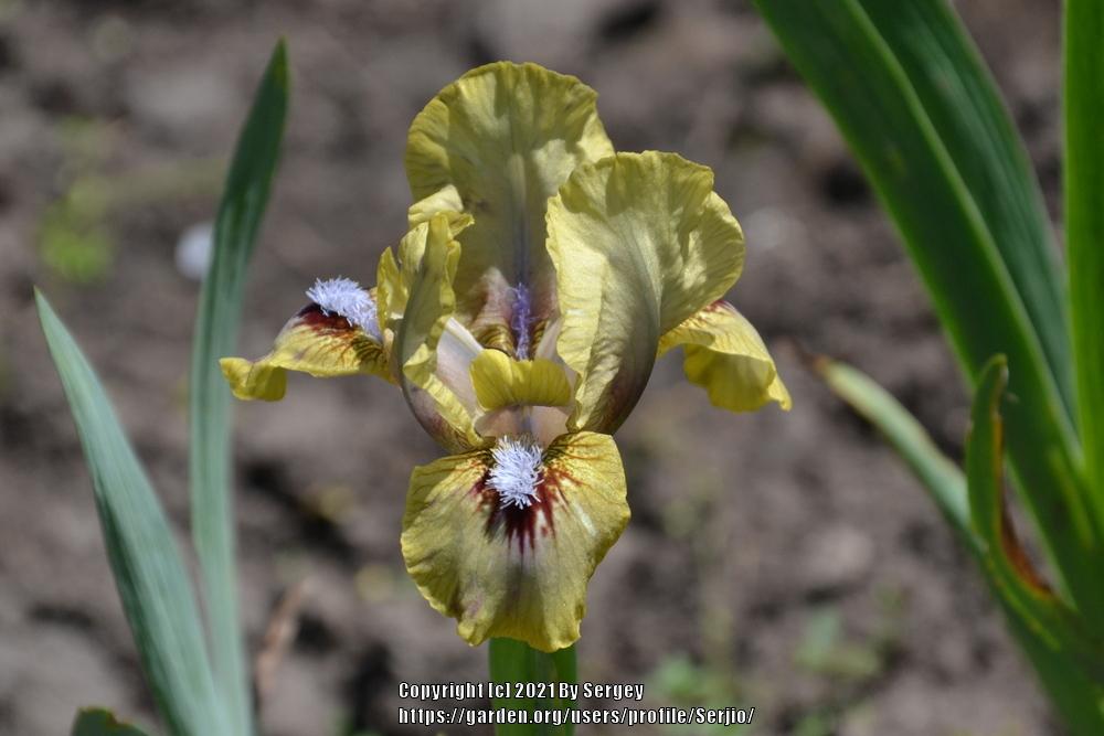 Photo of Arilbred Iris (Iris 'Persian Sapphire') uploaded by Serjio
