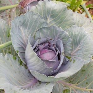 Cabbage (Brassica oleracea var. capitata 'Red Express')
