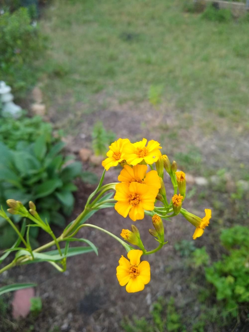 Photo of Mexican Mint Marigold (Tagetes lucida) uploaded by christinereid54