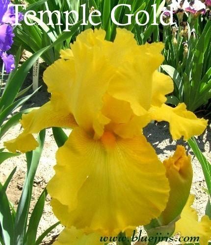 Photo of Tall Bearded Iris (Iris 'Temple Gold') uploaded by Joy