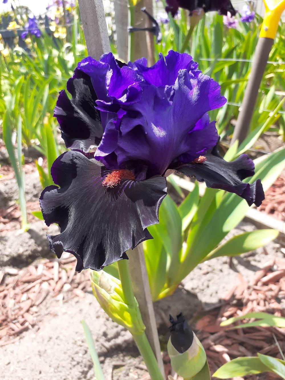 Photo of Tall Bearded Iris (Iris 'Wild Wings') uploaded by PaulaHocking