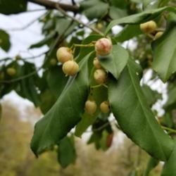 Location: Highlandville, MO USA
Date: 2021-10-26
Evergreen vine with white berries