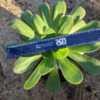 Aeonium undulatum rosette, measuring more than a foot