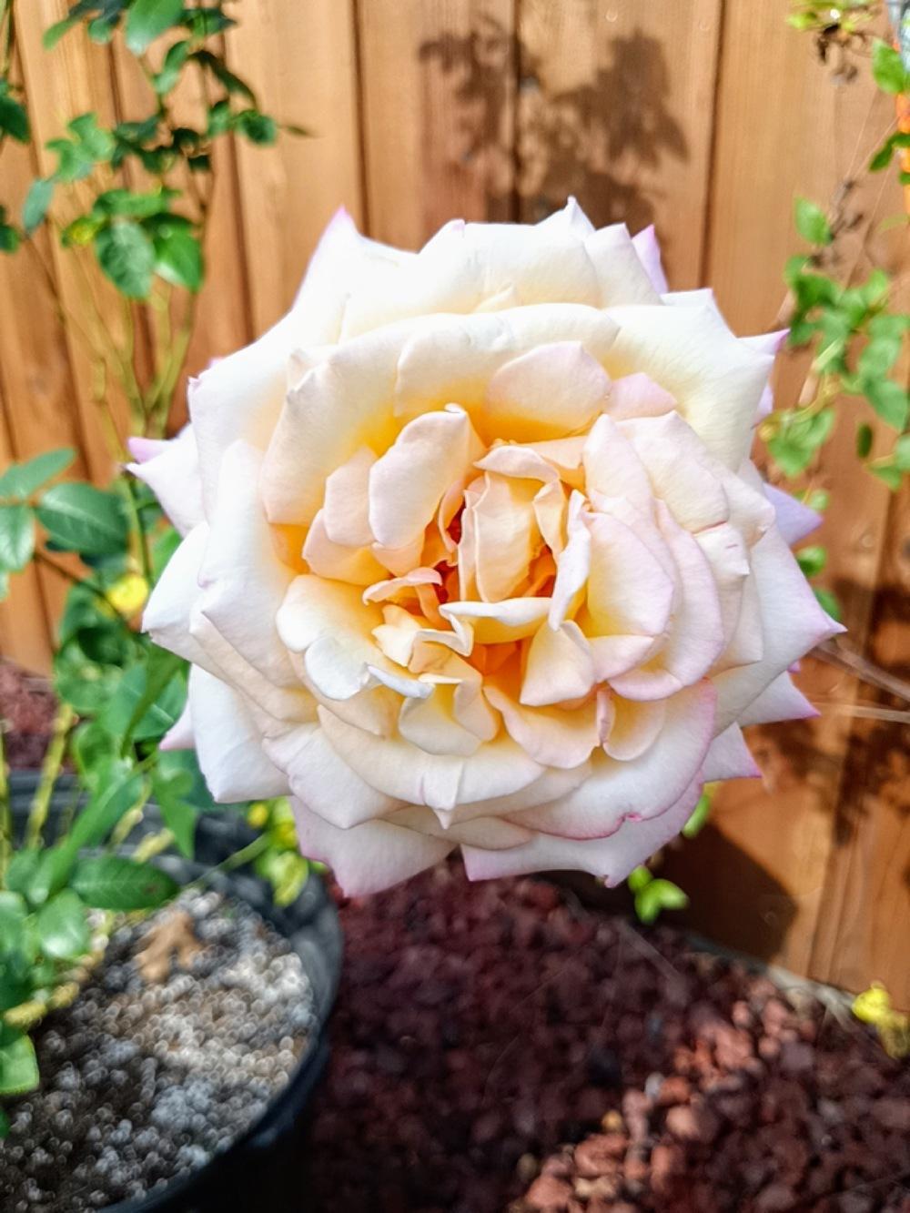 Photo of Hybrid Tea Rose (Rosa 'Peace') uploaded by Daisysdaughter