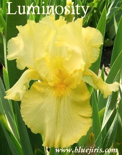 Photo of Tall Bearded Iris (Iris 'Luminosity') uploaded by Joy