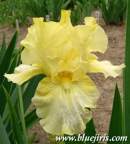 Photo of Tall Bearded Iris (Iris 'Lichen') uploaded by Joy