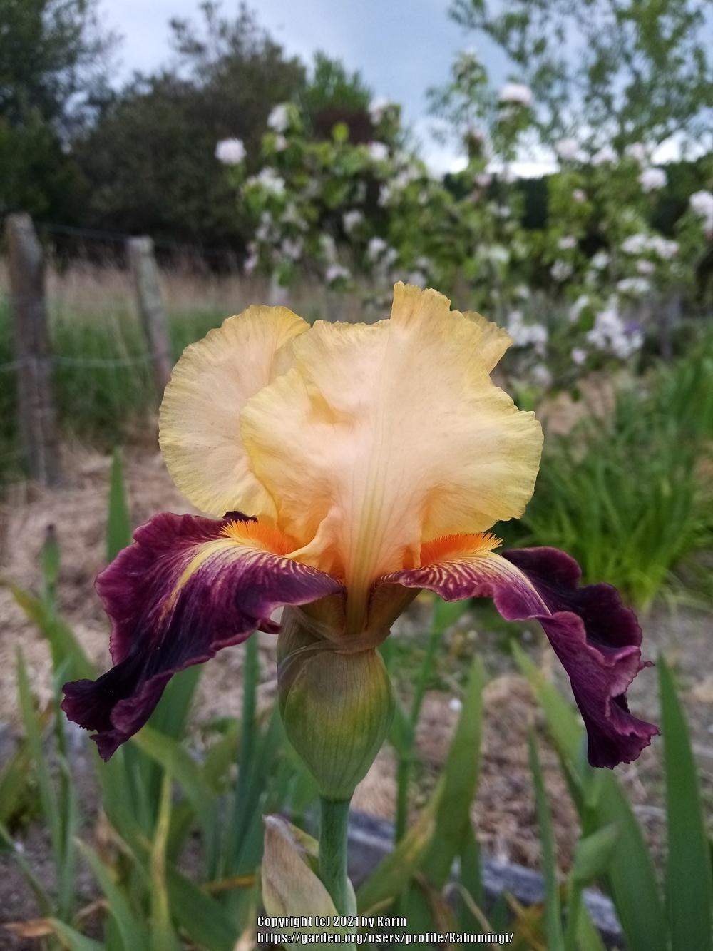 Photo of Tall Bearded Iris (Iris 'Let's Boogie') uploaded by Kahumingi