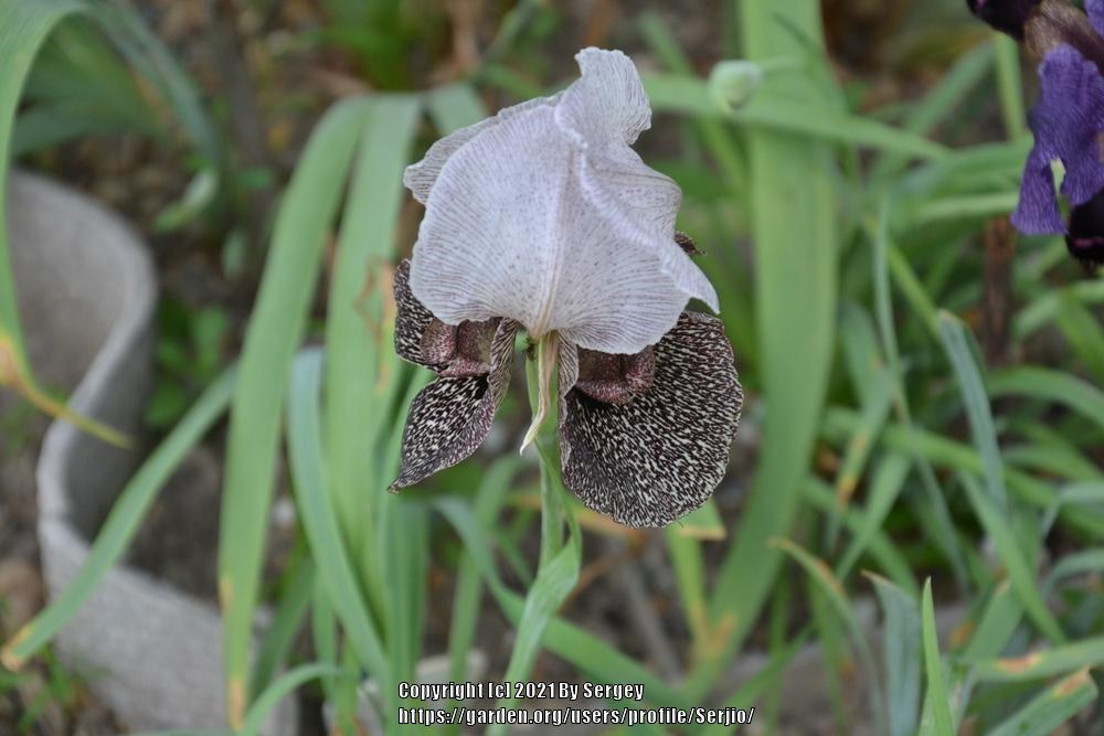 Photo of Species Iris (Iris iberica) uploaded by Serjio