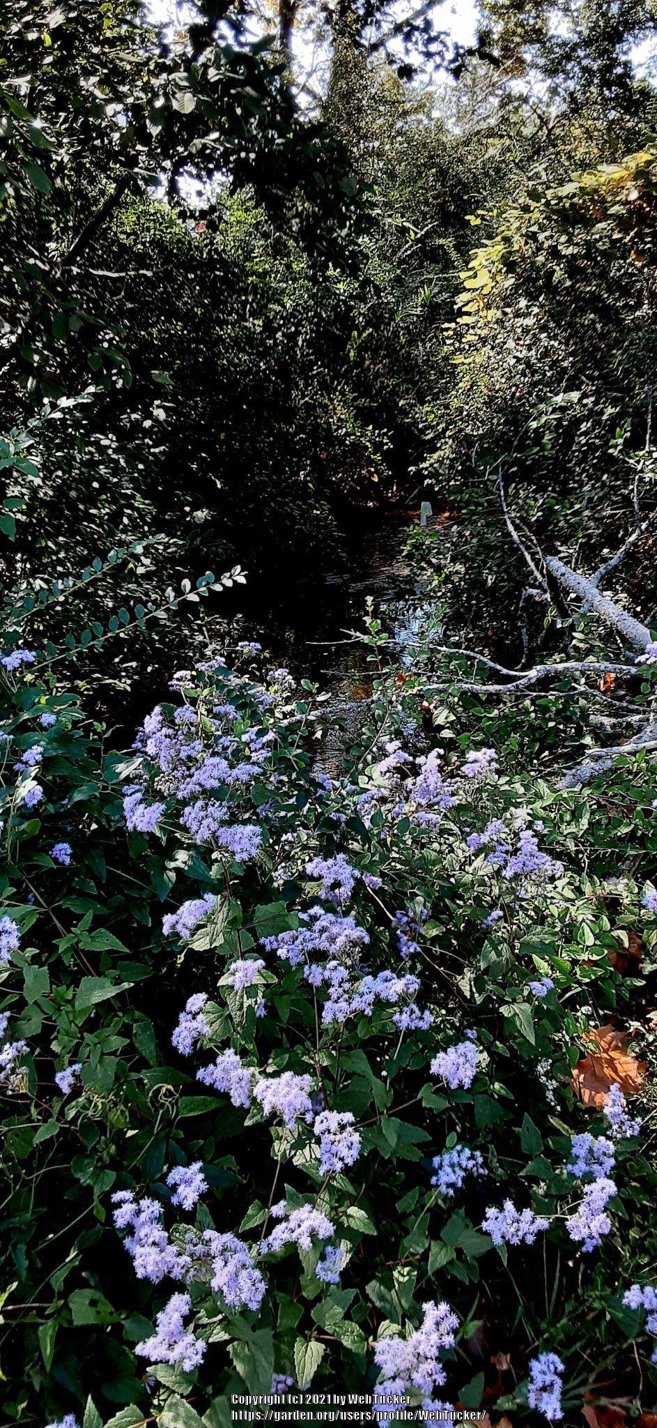 Photo of Blue Mistflower (Conoclinium coelestinum) uploaded by WebTucker