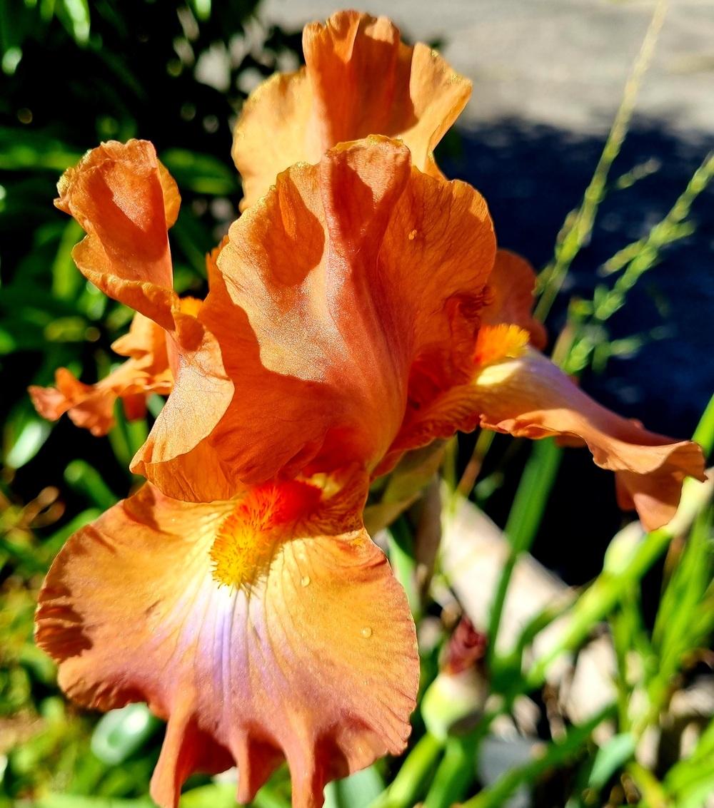 Photo of Tall Bearded Iris (Iris 'Life of Riley') uploaded by gwhizz