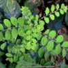 Phyllanthus tenellus (Mascarene Island Leafflower)