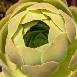 Location: Bay Area California
Date: August 2021
Aeonium Blushing beauty, in dormancy- not to be confused with its