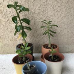 Location: Tampa, Florida
Date: 2021-10-28
Officially 5 months seedlings siblings, with one in clay pot star
